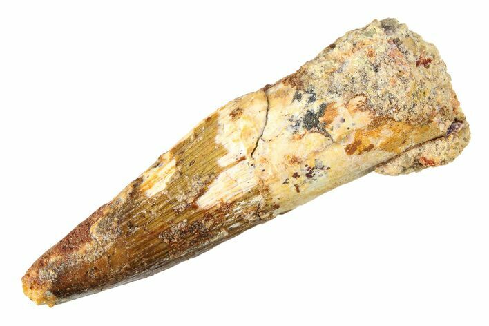 Fossil Spinosaurus Tooth - Real Dinosaur Tooth #298104